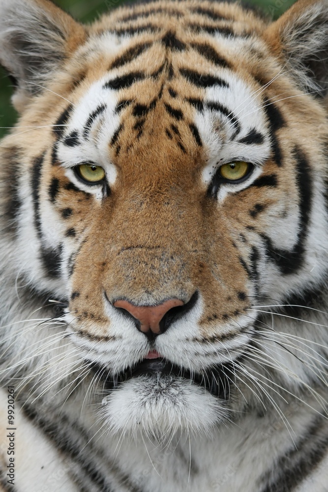 Majestic tiger with green eyes and beautiful fur Majestic tiger with green eyes and beautiful fur