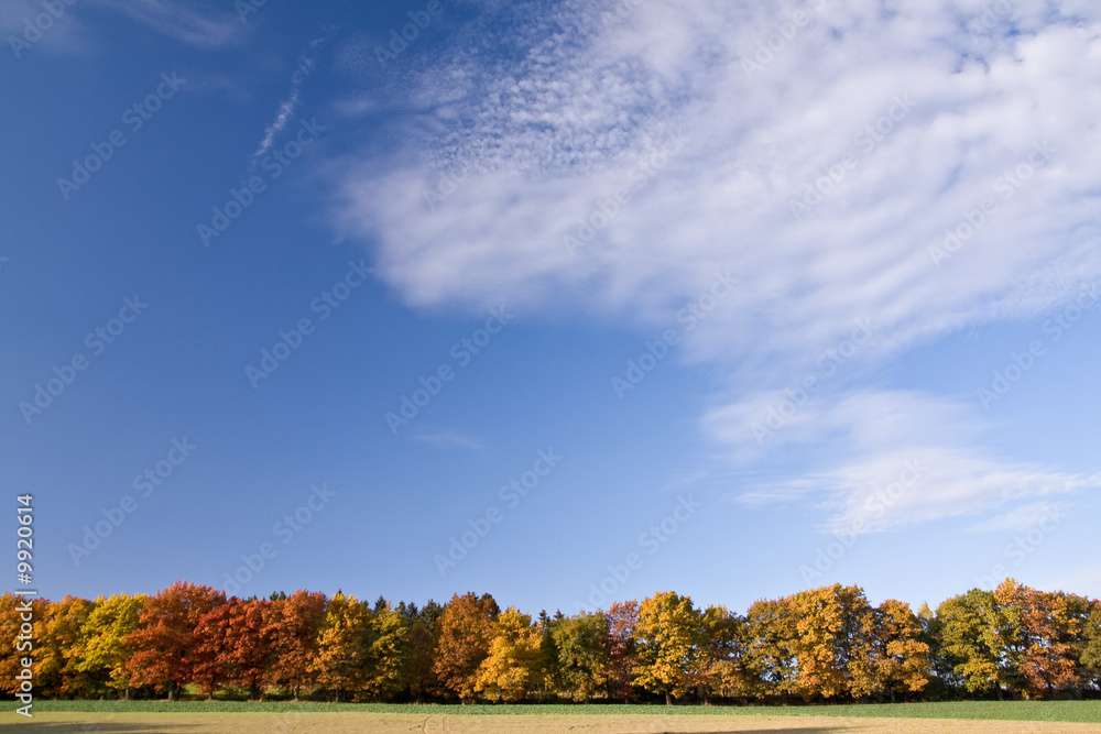 Fototapeta premium a beautiful colorful autumn landscape