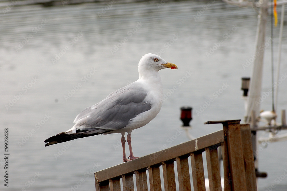 Obraz premium goéland