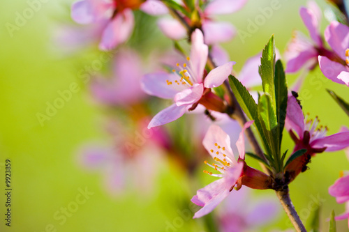 Macro of flowers of almond tree. Shallow DOF, focus on stamens.