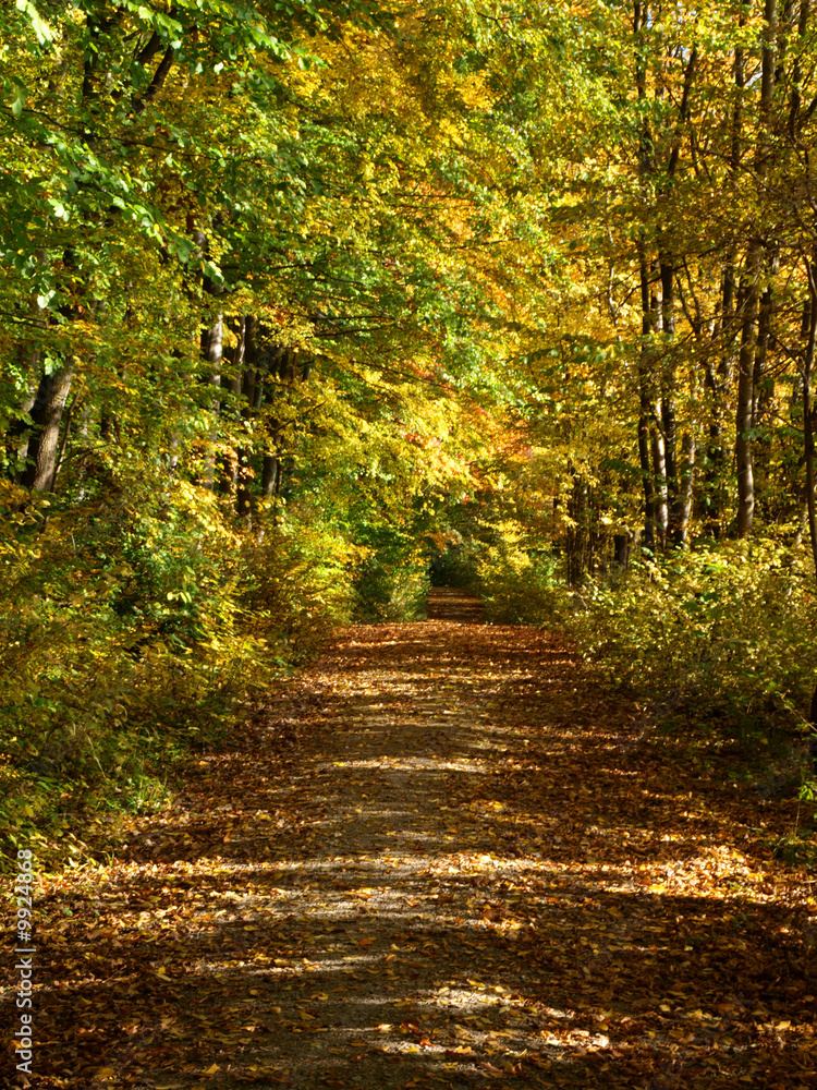 Obraz premium Waldweg im Herbstlicht