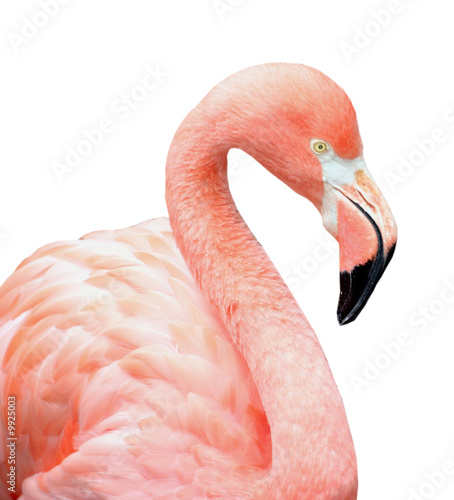 Close up of pink flamingo bird isolated on white background.