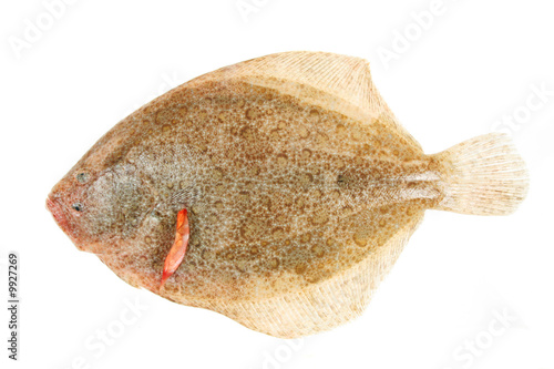 Brill flatfish isolated on a white background
