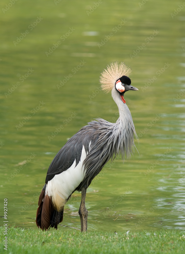 Fototapeta premium Crowned crane