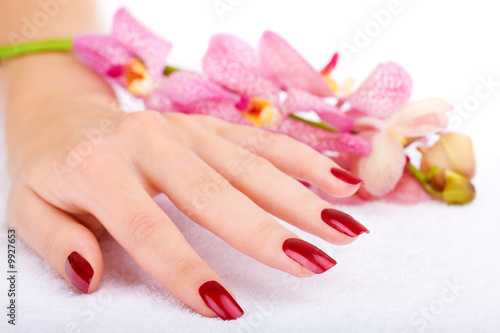 Woman hand with pink orchid