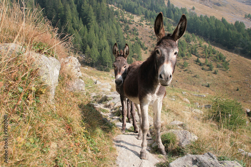 Zwei neugierige Esel photo