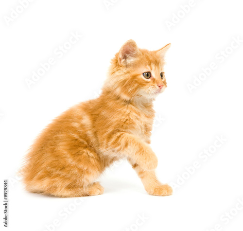 A yellow kitten on a white background