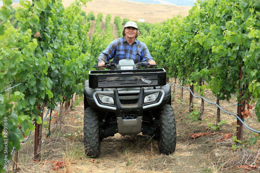 Obraz premium Farmer in vineyard driving small tractor or all terrain vehicle.