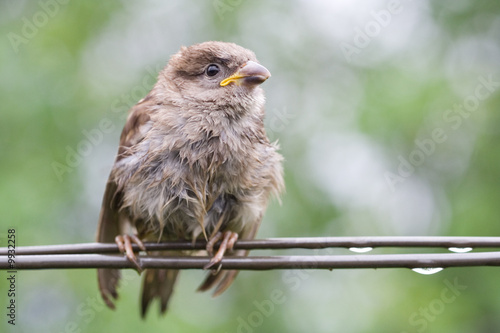 Sparrow fledgeling sitting under rain on strained steel wire