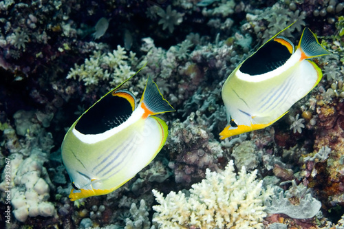 Tablou pe pânză a pair of Saddled Butterflyfish, swimming underwater