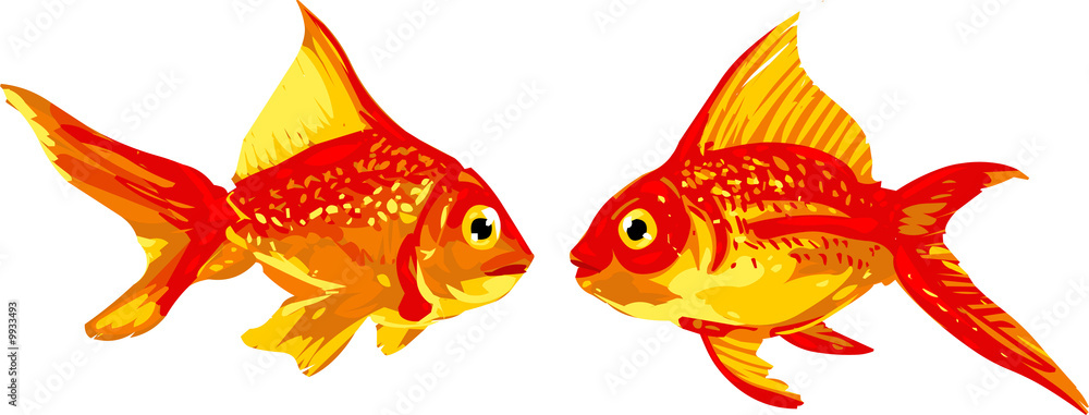 Fototapeta premium pair of goldfish facing each other