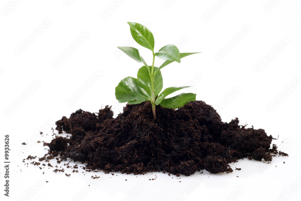 small plant and soil isolated on white - new life small plant and soil isolated on white - new life