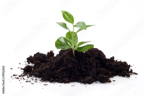 small plant and soil isolated on white - new life