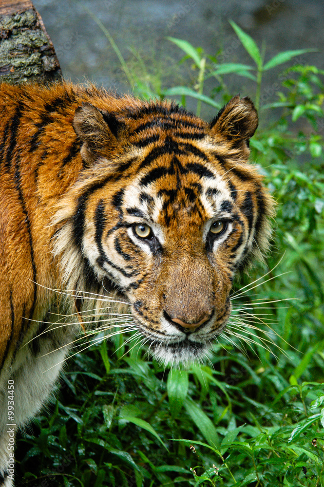 Fototapeta premium wild animal