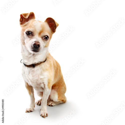 Chihuahua in Classic Pose on White