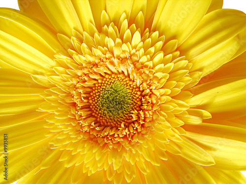 Yellow Gerber Flower