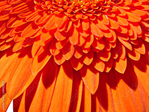 Orange Gerber Flower