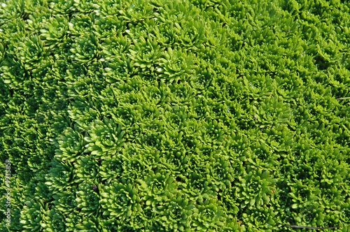 Background from leaves decorative saxifraga