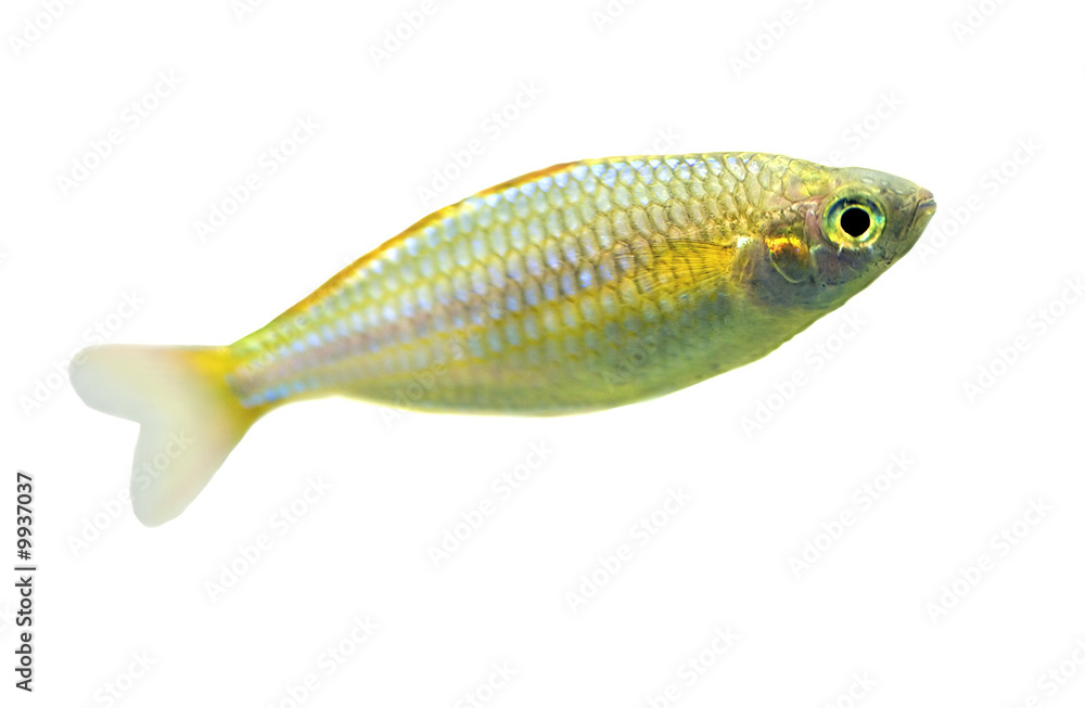 Fototapeta premium small fish isolated on white