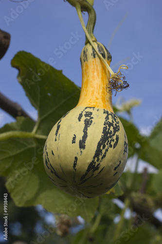 Ornamental gourd growing in English country garden