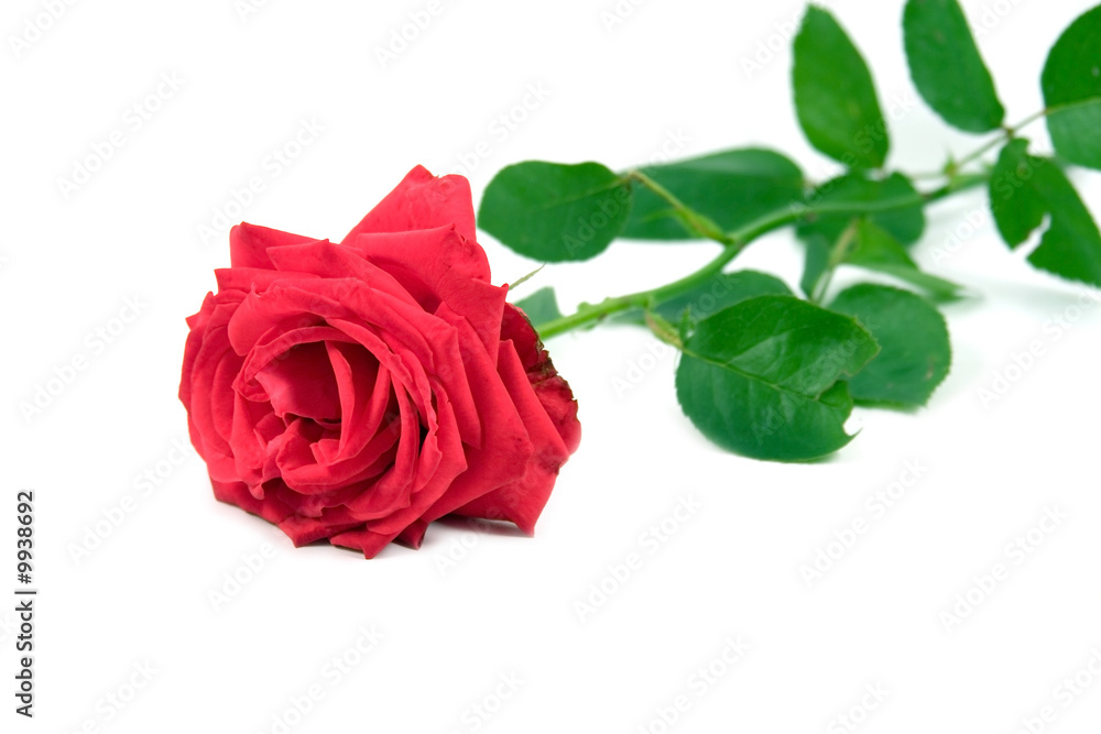 Red rose isolated on white background Red rose isolated on white background