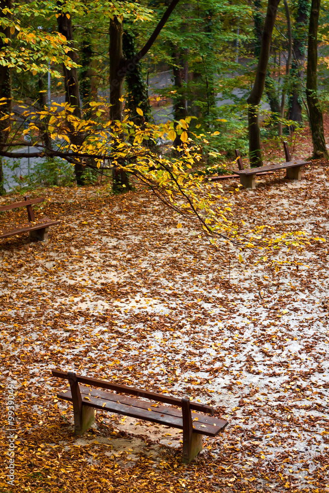 Bench in a park covered with colorful leaves in autumn