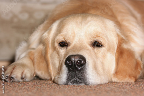 Photos Labrador retriever is ill