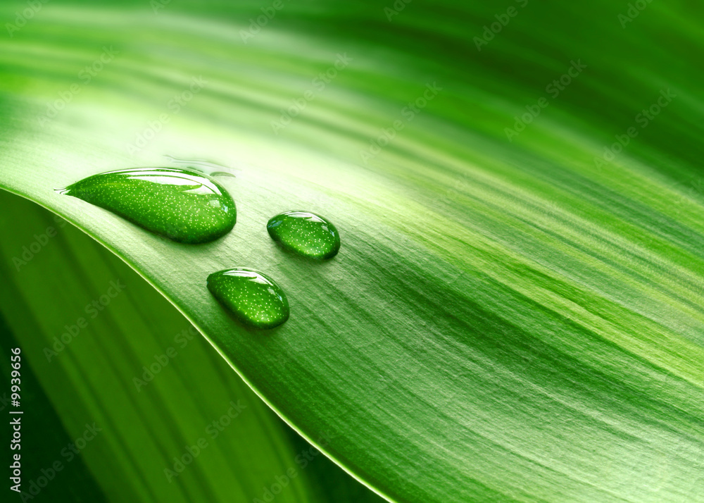 Close-up of green plant leaf - obrazy, fototapety, plakaty 