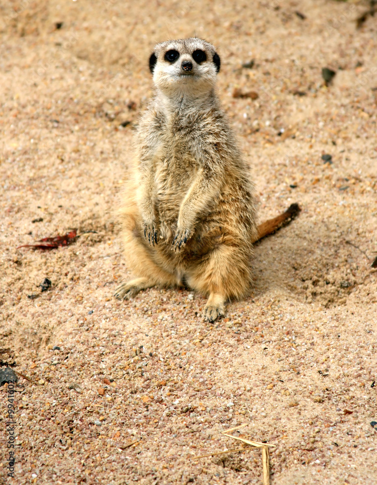 Meerkat (Suricata suricatta) Meerkat (Suricata suricatta)