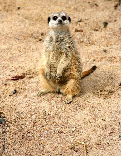 Meerkat (Suricata suricatta) © Stan Tiberiu