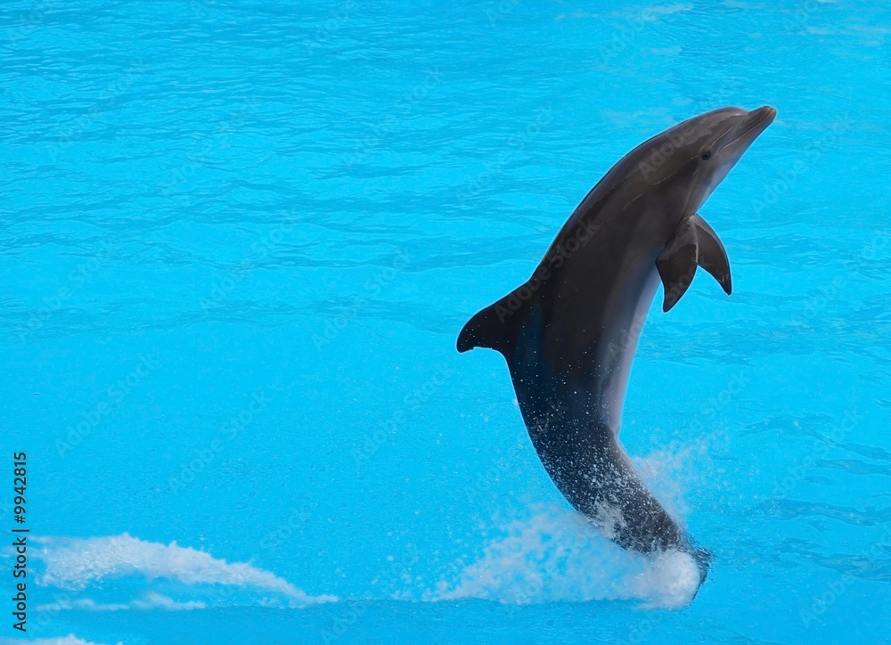 Obraz premium Delfin