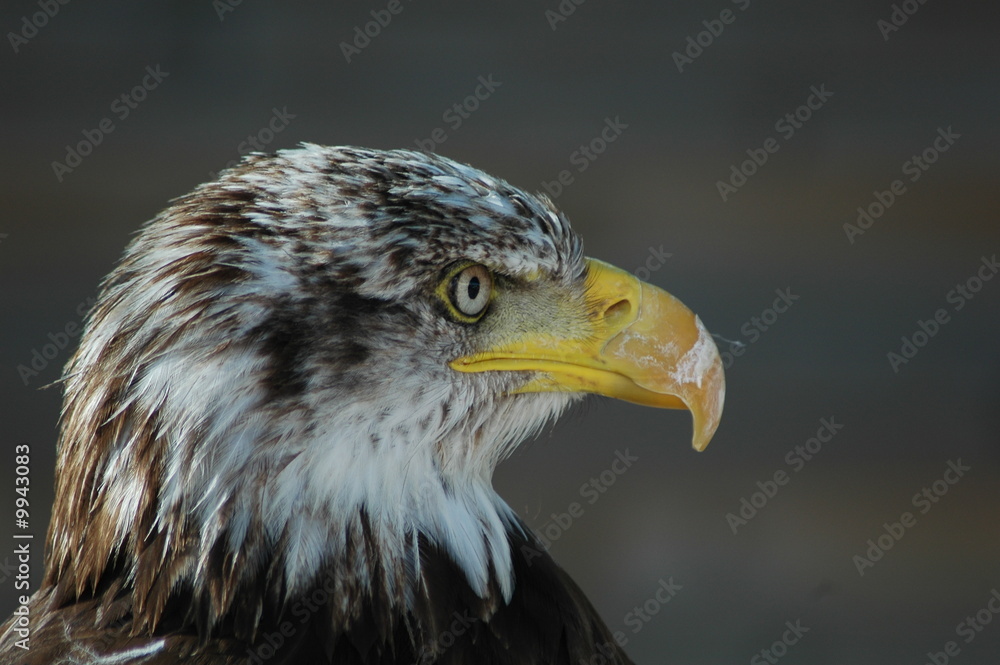 AIGLE AIGLE