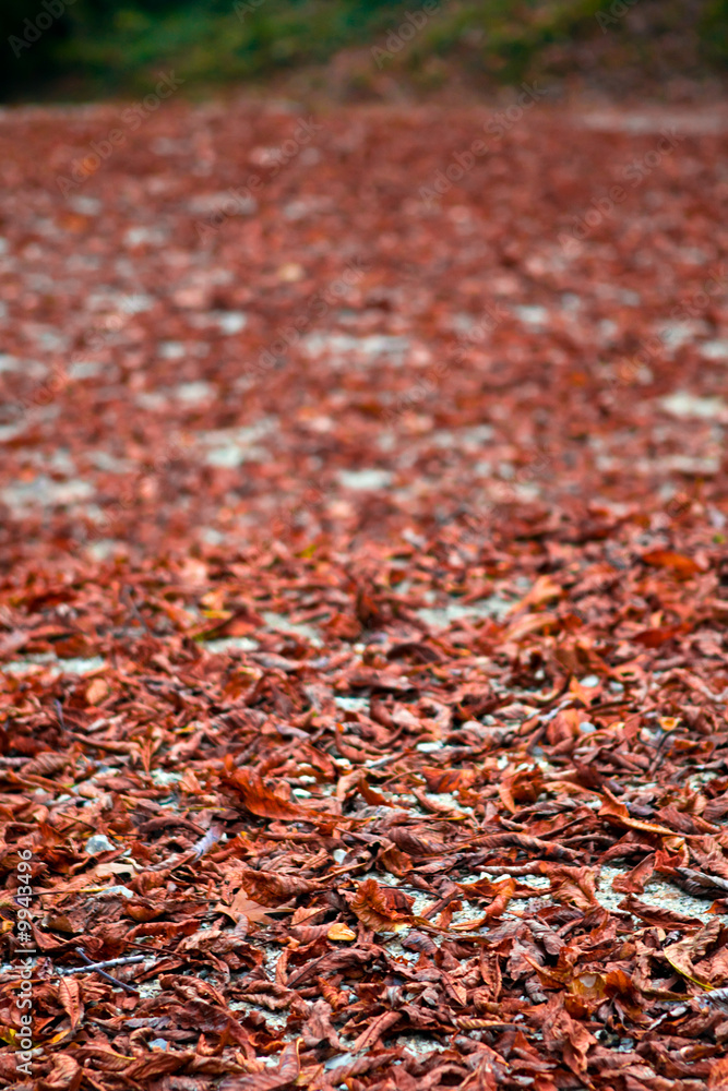 Colorful autumn leaves as nice background Colorful autumn leaves as nice background