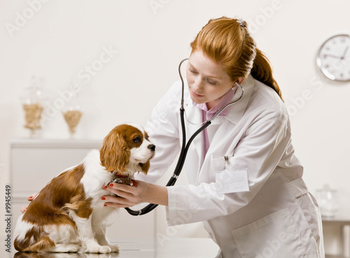 Veterinarian examining dog and listening with stethoscope
