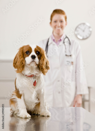 Happy veterinarian examining dog during checkup