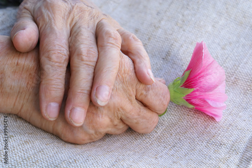 Hands of old woman holding a flower