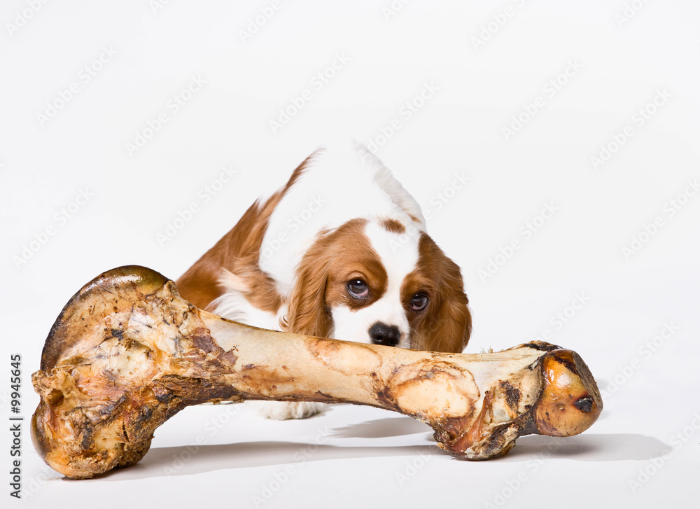 Naklejka premium Curious dog sniffing large bone hungrily