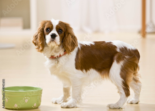 Hungry dog eating food from bowl