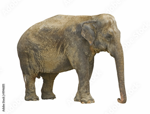 profile view of an african elephant isolated