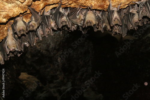 Stampa su tela philippine bats