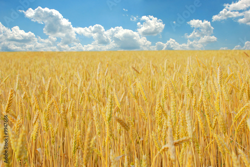 wheat field over cloudy blue sky