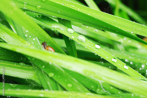 Fresh grass with dew drops