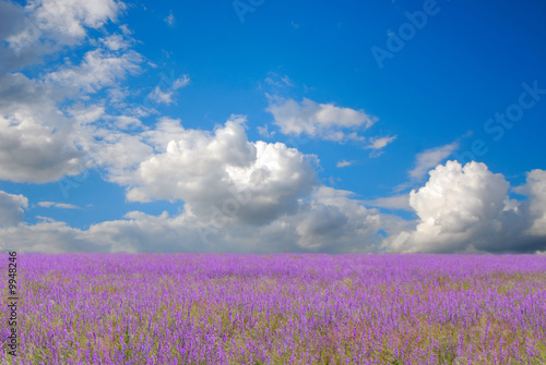 Blossoming field and the blue sky with white clouds