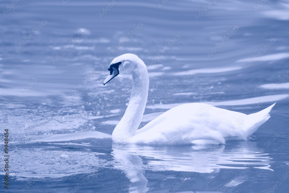 Swan gracefully floating on surface of water Swan gracefully floating on surface of water