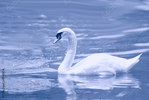 Swan gracefully floating on surface of water