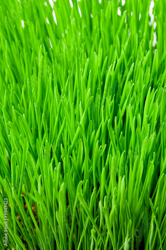 Fresh green grass in a meadow