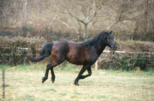 poney landais en train de courrir