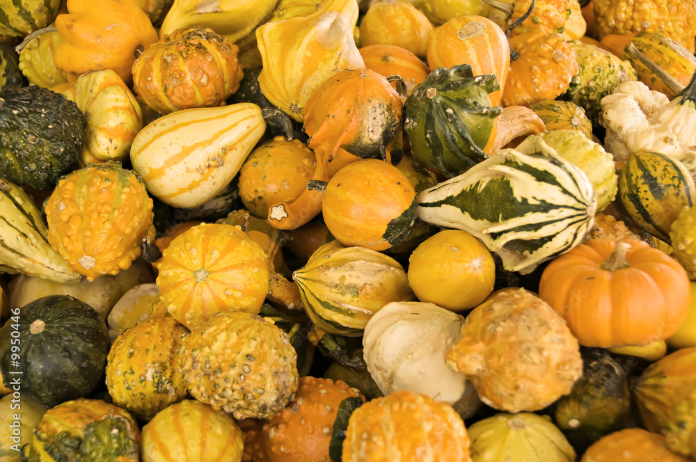 A display of gourds