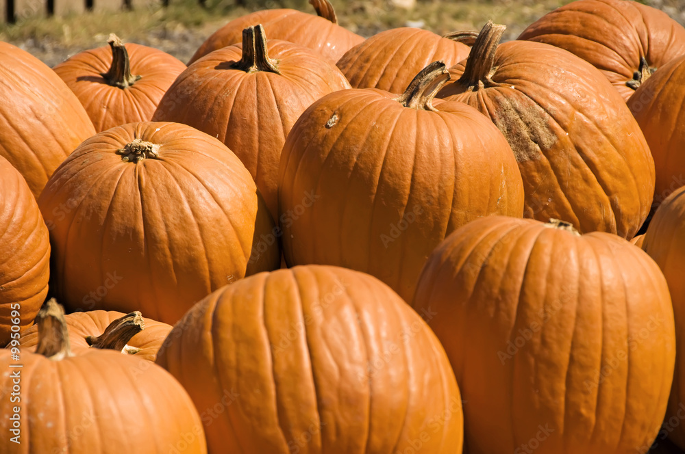 A display of big, bright, orange pumpkins for fall. A display of big, bright, orange pumpkins for fall.