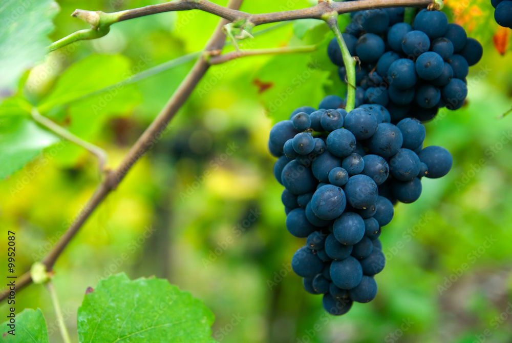 close up of a bunch of grapes in autumn ( mosel region germany) close up of a bunch of grapes in autumn ( mosel region germany)